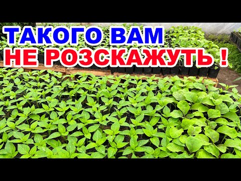 Чим підживити розсаду помідорів, огірків  та перцю? Ефективні поради !