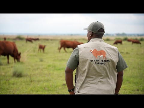 Balancing Grain, Cattle and Risk: A Conversation with Thabang Hlabedi