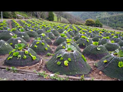 TOP 15 STRANGEST FARMS