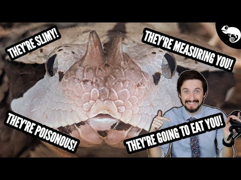 Zoologist Reacts To Common Snake Myths and Misconceptions