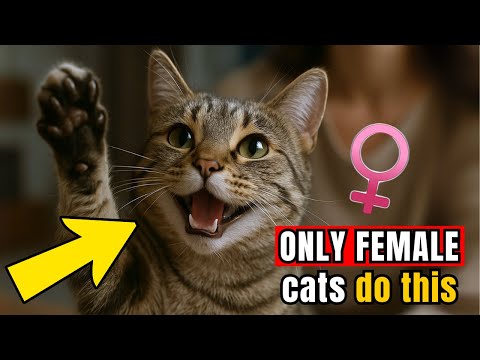 Only Female Cats Do This… And the Reason Will Melt Your Heart!