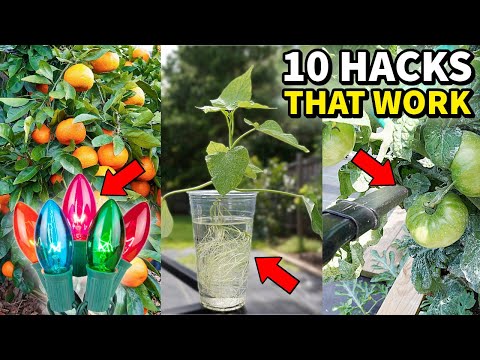 The 10 Best GARDEN HACKS That Actually Work