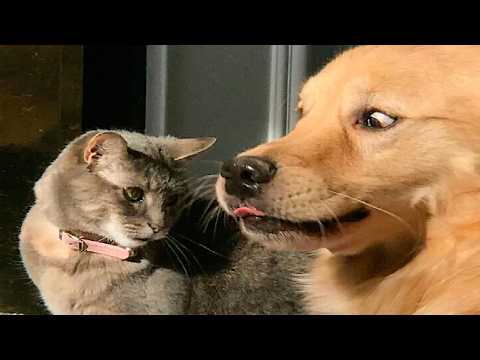 CATS and DOGS: Masters of Unpredictable and Crazy Behavior