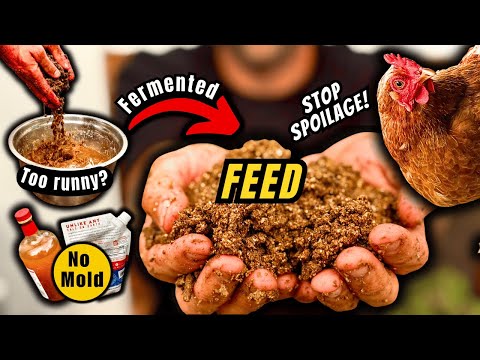 Fermented Chicken Feed: Top Questions ANSWERED (What Most People Get WRONG!)