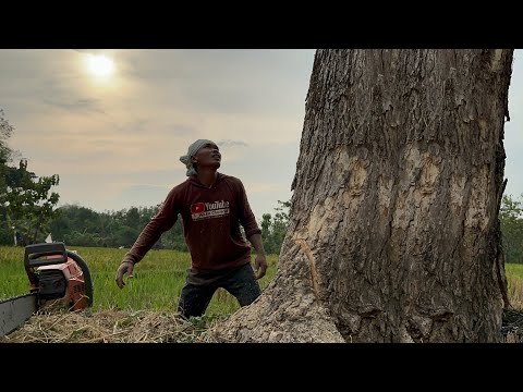 Super chainsaw‼️ Cut down 2 black fiber trembesi trees.