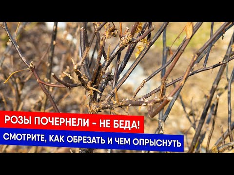 Розы почернели - не беда! Смотрите, как обрезать и чем опрыснуть