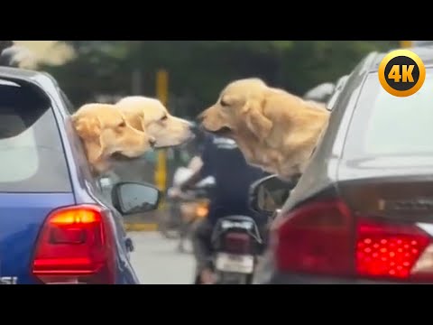 FUNNIEST Pets of the Year 😂 | BEST Animal Videos