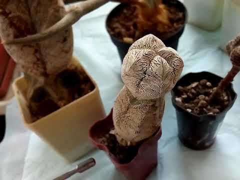 Прививка кактуса. Зачем она нужна?🌵🔪