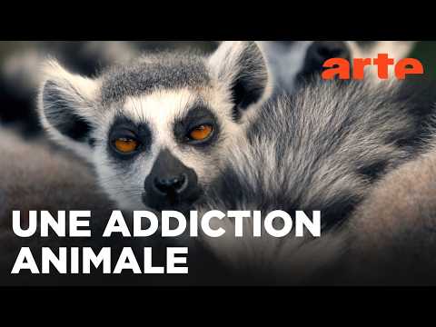 La défonce des animaux | ARTE Évasion