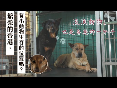 BE寵物・「流浪動物,都係香港嘅一分子。」——毛守救援 | BeautyExchange