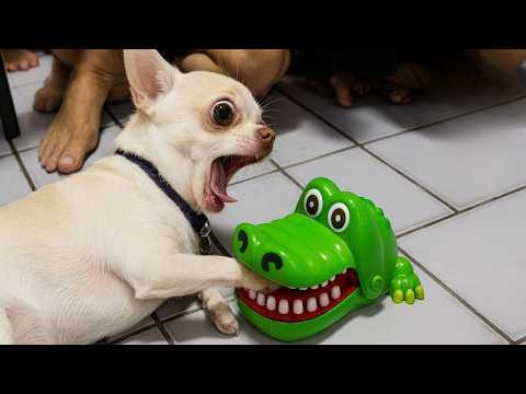 Animaux Dramatiques Qui Méritent un Oscar 😂Vidéos d'Animaux les Plus Drôles 2025