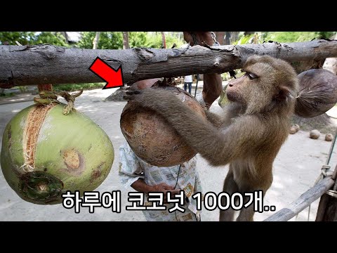 평생 코코넛을 따는 운명의 원숭이.. 몽키 프리 코코넛을 아시나요?