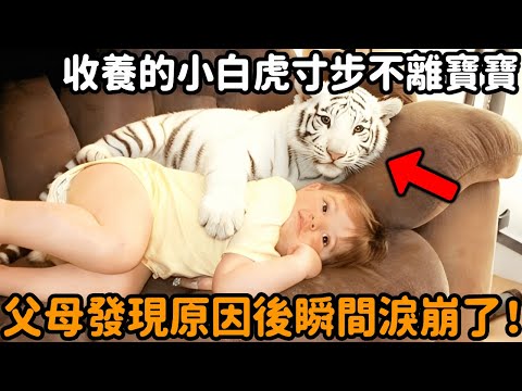 一個家庭收養了一隻瀕死小白虎,到家後牠寸步不離小寶寶,父母發現原因後瞬間淚崩了,簡直不敢相信自己的眼睛!#白虎 #寶寶 #動物情感 #不可思議 #暖心 #感動 #動物故事 #真實故事 #心靈飼養員