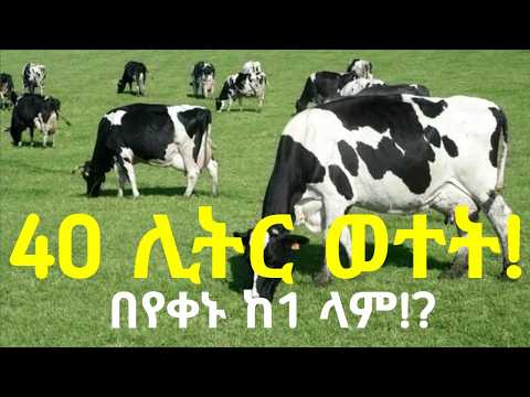 በየቀኑ 40 ሊትር ወተት የሚሰጡ ላሞችን ላስጎብኛችሁ! በየቀኑ ይህን ያክል ወተት ከ1 ላም ማግኘት መቻል ደንቆኛል! ሙሉውን ተሞክሮ ከቪድዮው!