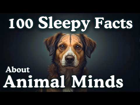 The Most Relaxing Facts About Animal Minds to Fall Asleep To