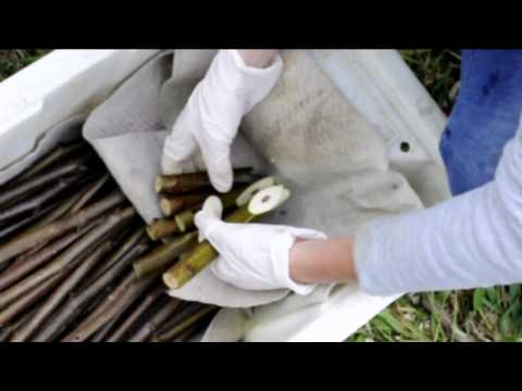 Весенняя прививка взрослых деревьев ореха.