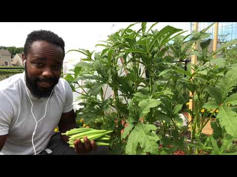 Tips for growing Okra