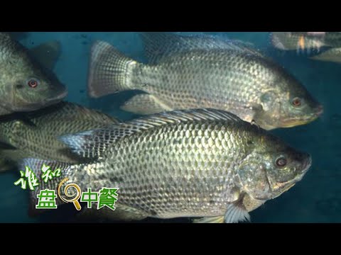 神秘饲料让罗非鱼“变身”！“脆肉”罗非鱼究竟有何养殖秘诀？ |「谁知盘中餐」20220413