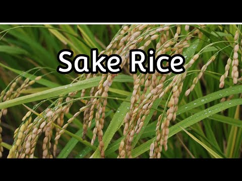 Sake Rice: How is it different, special, and better for sake-brewing