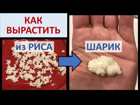 Эксперимент. КАК ВЫРАСТИТЬ молочный грибок. 14 ч.