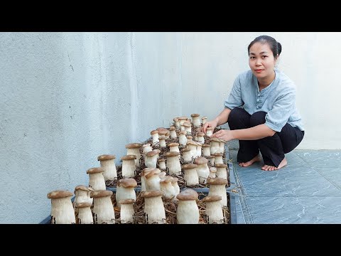 EASIEST TECHNIQUE for Growing Mushrooms from Seeds for BEGINNERS
