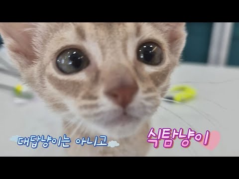 음식 앞에선 수다쟁이😼 식탐냥이 행배 #오늘의행배 #아비시니안 #개냥이