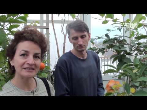 Цитрусовые дома. Лимон Мейера и японский мандарин.