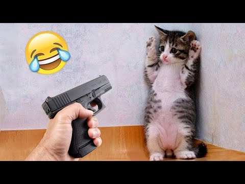 Videos De Risa De Animales 2025 - Perros y Gatos Chistosos - Videos De Animales Graciosos #32