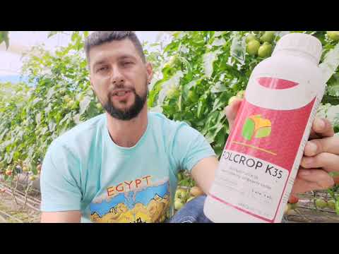 Выращивание томатов. Дружное созревание и налив плодов!