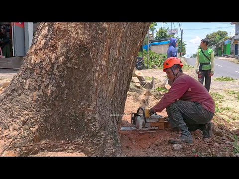 100 years old  !! Very Old Rain Tree on the Roadside