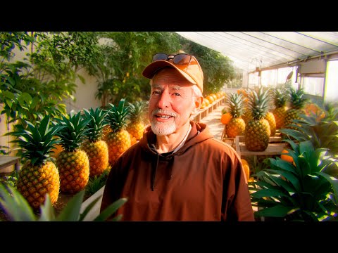 Growing tropical fruit in the freezing mountains of Colorado without heating