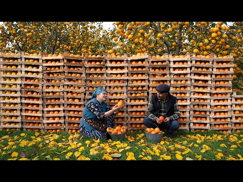 Persimmon Season — Making Syrup for Winter Storage 🍊🔥