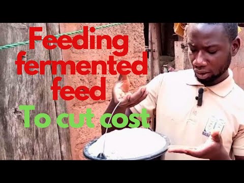 stop wasting money: easy step by step guide on how to ferment your own chicken feed