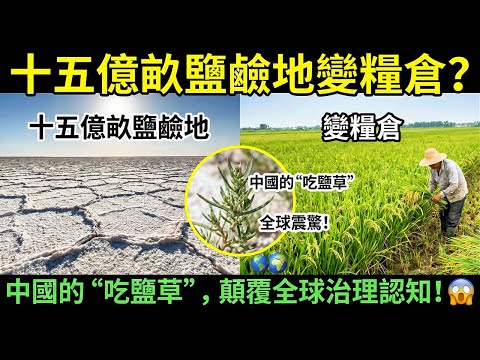 中國破解“土地癌症”：一株野草救億畝荒灘，老外急著求種子！