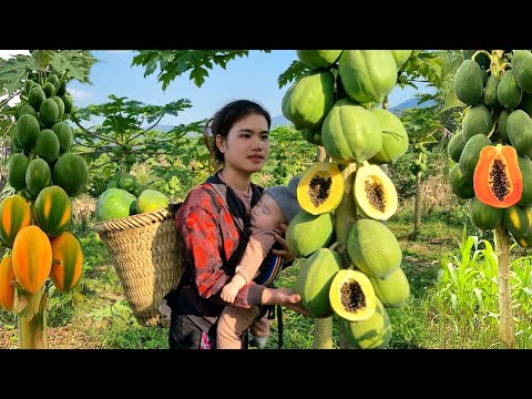 190 Days: Harvesting Chili, Chayote, Papaya, Lemon, Yams Go market sell | Happiness with your child