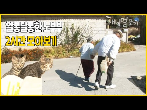 시골 마을엔 70년째 오순~도순~ 한 노부부가 살고 있다! 🌿 고양이에게 국밥 한 사발 내주는 할머니와 할아버지😽 | 그대와 해로하고 싶어라 | KBS 인간극장 2013 방송
