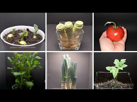 Growing Plants Compilation First Steps | Time Lapse
