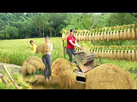 Harvesting Upland Sticky Rice – Fresh Rice to the Market for Sale | Phuong Harvest Life