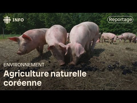 L'agriculture naturelle coréenne : Les alliés invisibles de la forêt entrent à la ferme