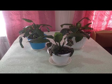 Спатифиллум. Пересадка и лечение.