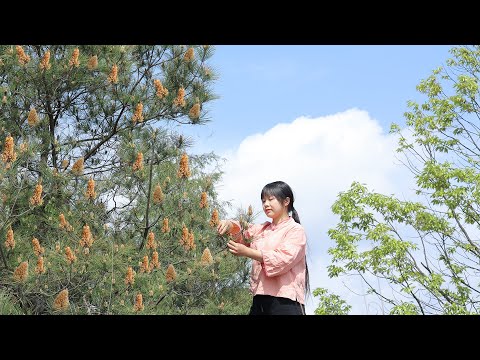 【二米炊烟】Pine Pollen for Cake.長在松樹上的神奇粉末，可以做成美味的甜品