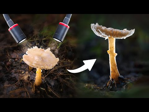 Mushroom Macro Photography With SmallRig RM03 Bendy Lights