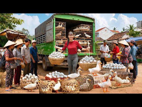 Harvest 1000+ Ducks After 200 Days | Truck Transport to Market for Sale