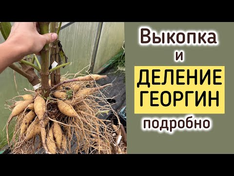 ALL ABOUT DIVISION OF DAHLIAS, WITH EXAMPLES OF DIFFERENT TUBERS #sweethome