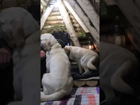 Bushcraft skills #bushcraft #survival #camping #outdoors #lifehacks #forest #shorts Part 8