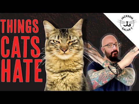 8 Things Cats HATE!