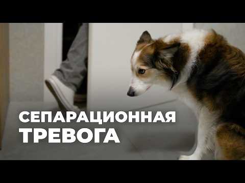 Separation Anxiety in Dogs 🐶 How to Train Your Puppy to Be Alone