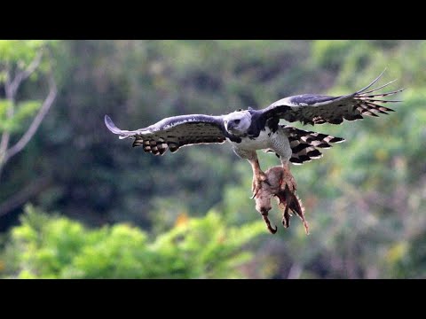 ГАРПИЯ -  огромный лесной орел, похищающий обезьян и даже ленивцев!