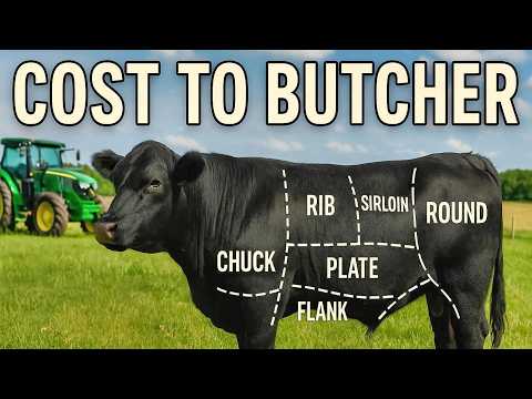 How Much Does it Cost To Raise and Butcher a Beef Cow?