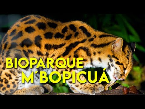 Bioparque M'BOPICUÁ - (RÍO NEGRO 🇺🇾)